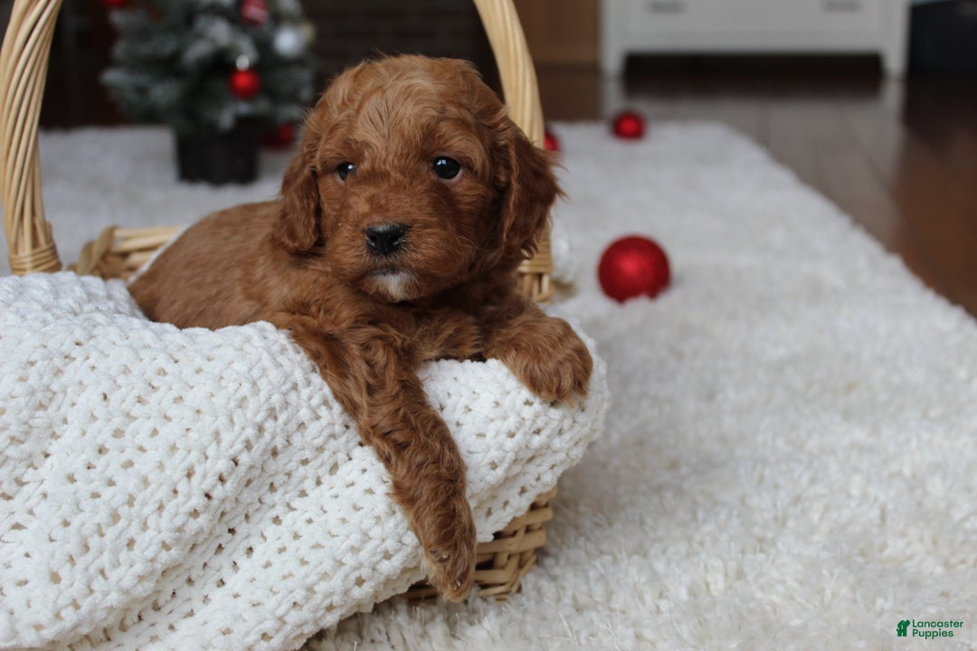 Cavapoochon dogs for sale: Melanie - Ad 4