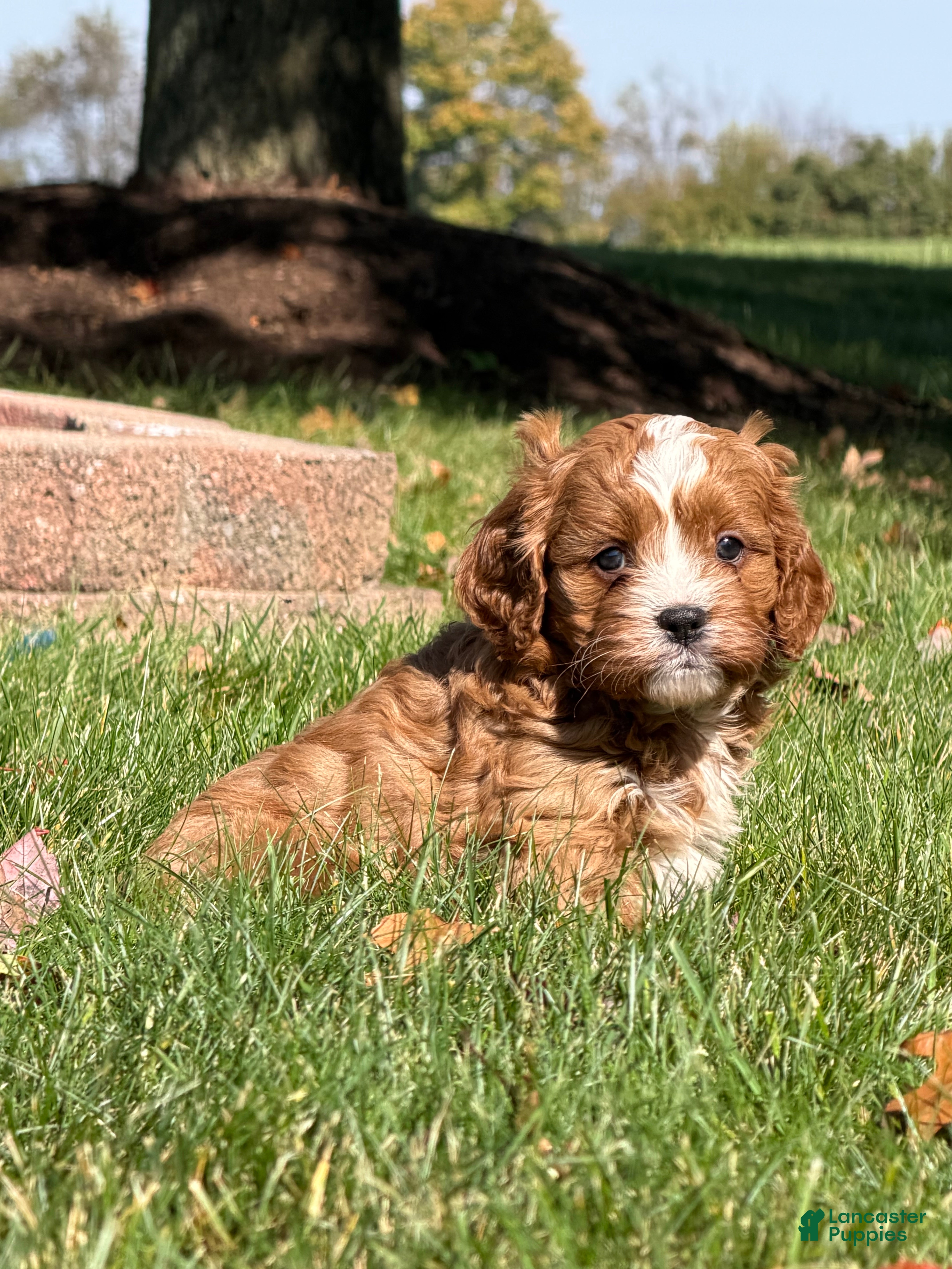Cavapoo dogs Copper - Ad 1