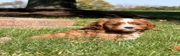 Cavapoo dogs for sale: Copper - Ad 1