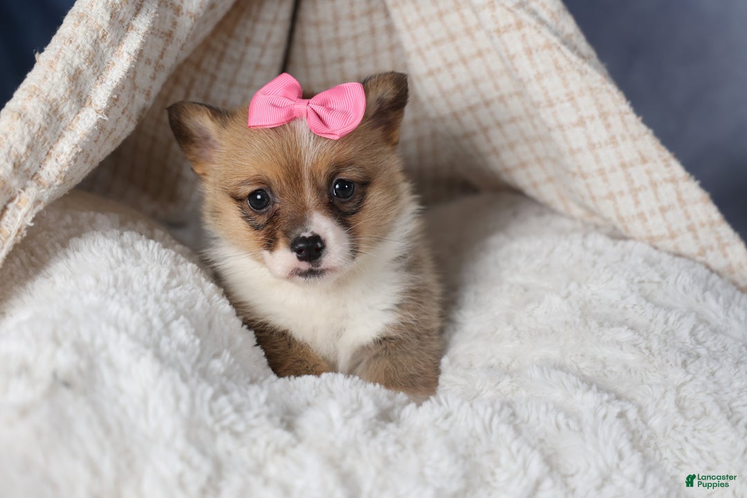 Welsh Corgi Pembroke dogs for sale: TWILIGHT - Ad 7