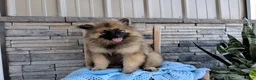 Keeshond dogs for sale: Daniel - Ad 3