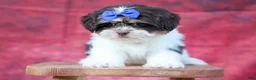 Teddy Bear dogs for sale:   Oliver 🐶 - Ad 17