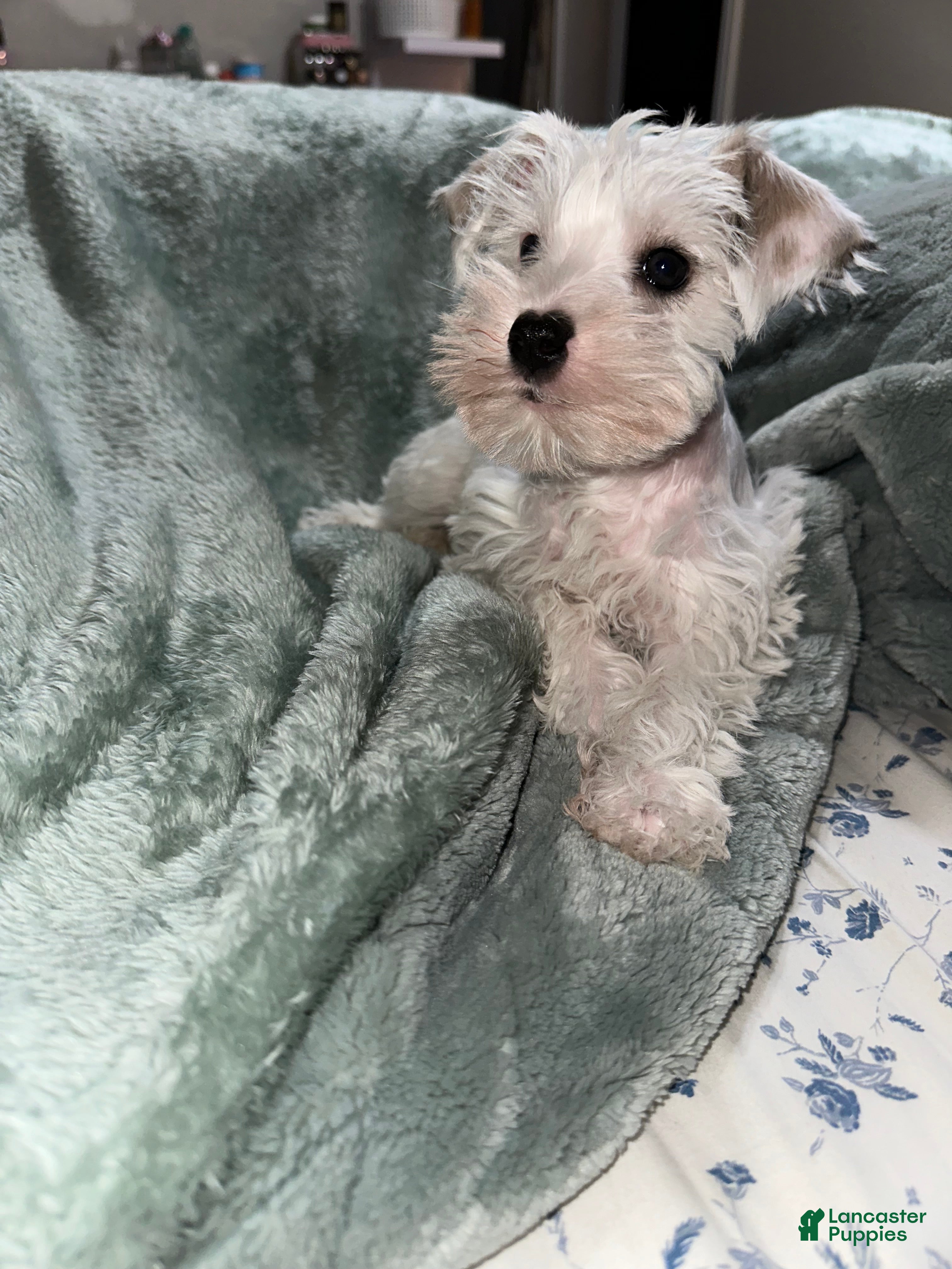 Miniature Schnauzer dogs Miniature Schnauzer 2 - Ad 1