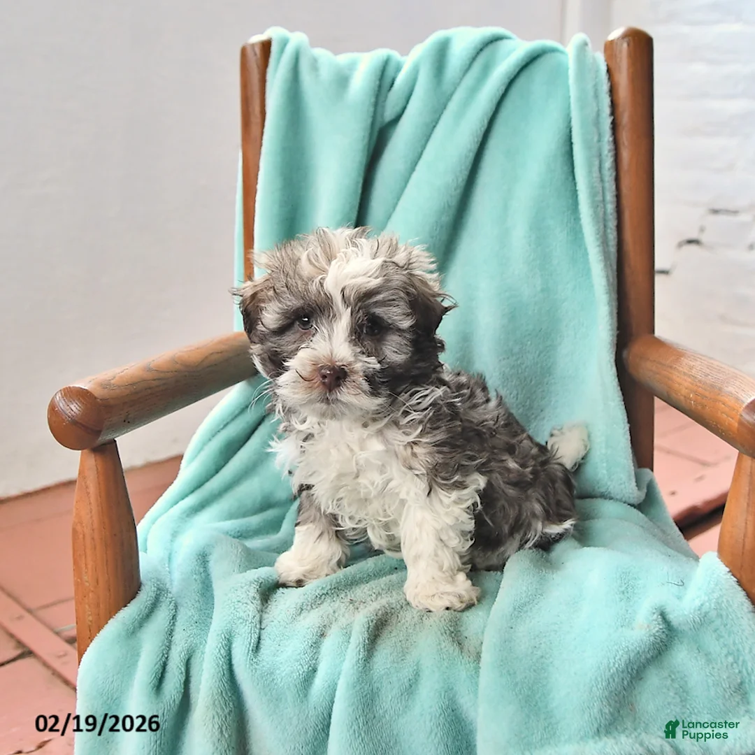 Havanese dogs for sale: Kent  - Ad 4