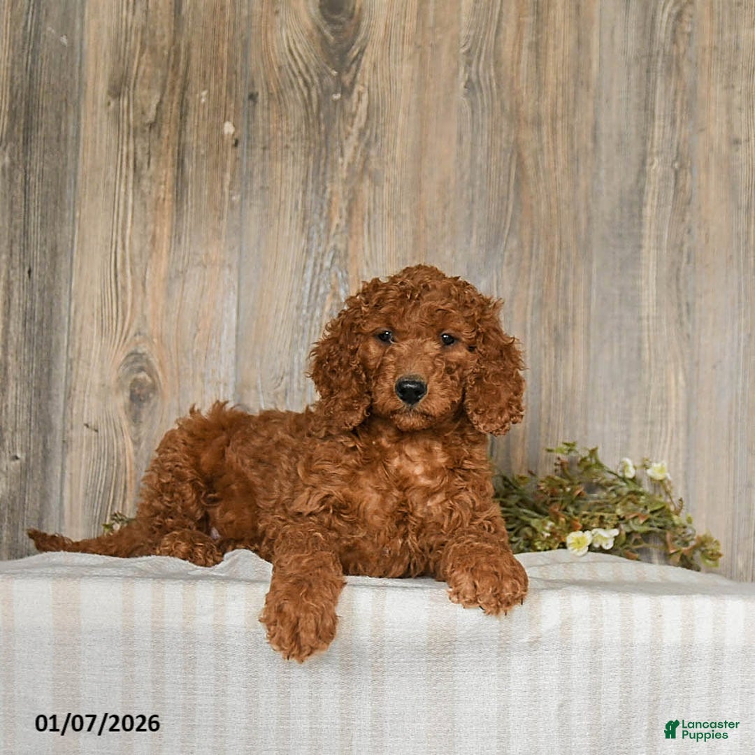 Goldendoodle dogs for sale: Eddie - Ad 4