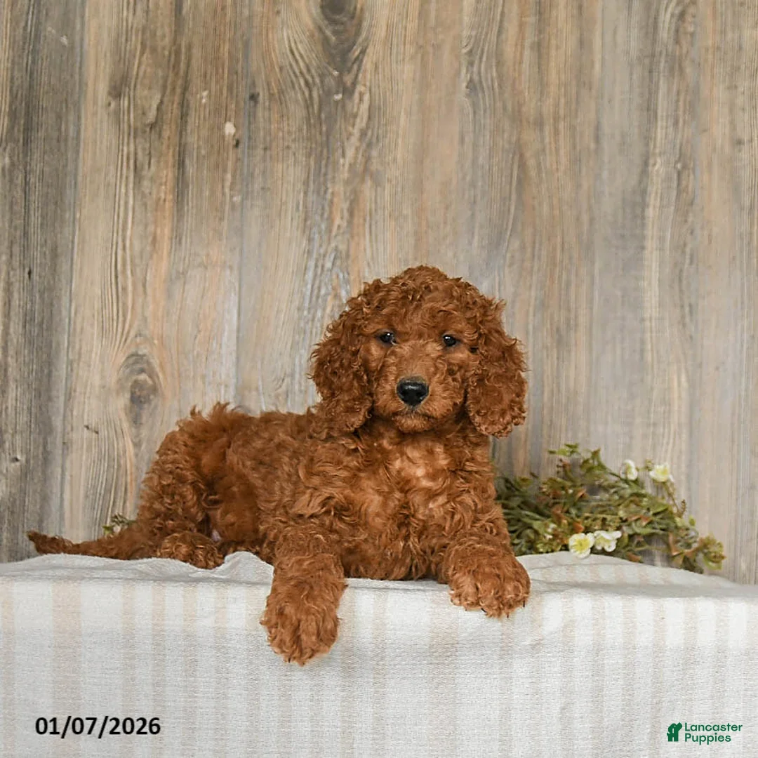 Goldendoodle dogs for sale: Eddie - Ad 4