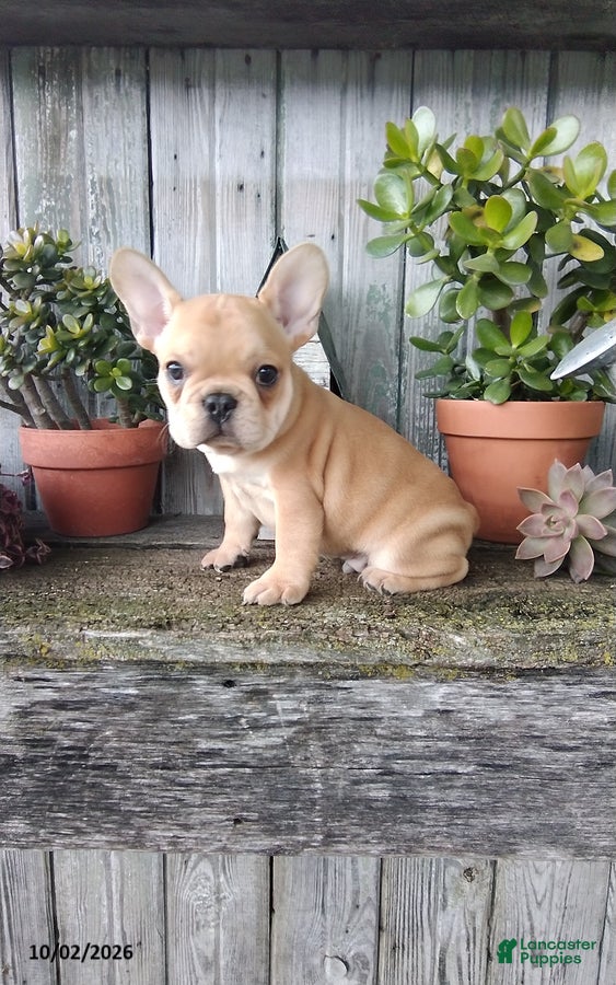 French Bulldog dogs Cooper - Ad 1