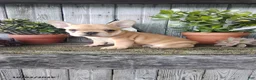 French Bulldog dogs for sale: Cooper - Ad 1