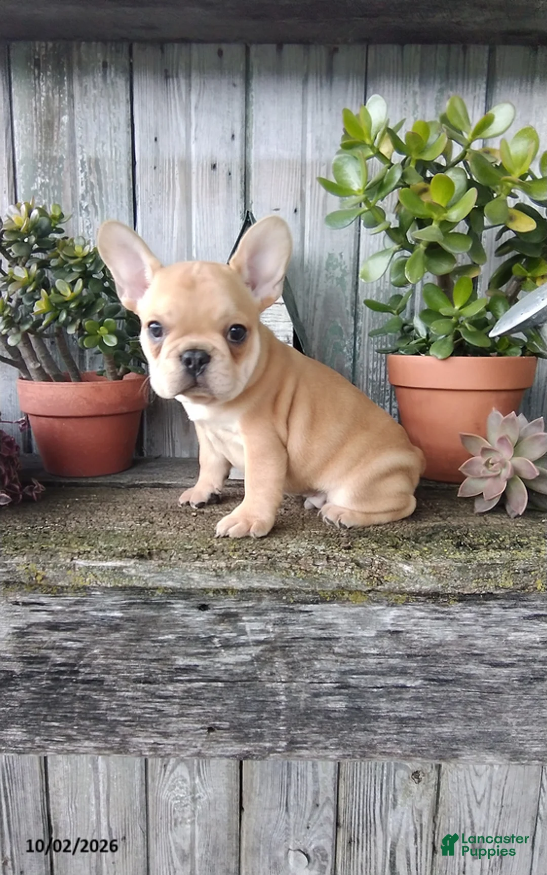 French Bulldog dogs for sale: Cooper - Ad 1