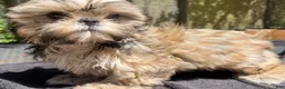Shih Tzu dogs for sale: Jack - Ad 2