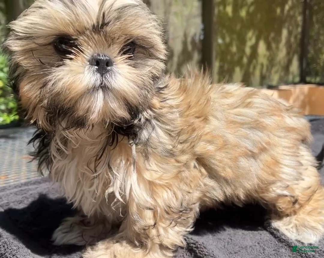 Shih Tzu dogs for sale: Jack - Ad 2
