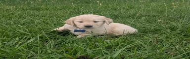 Teddy