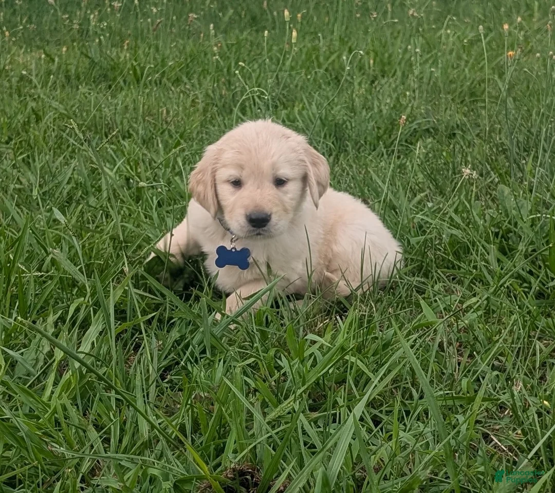 Golden Retriever dogs for sale: Teddy - Ad 1