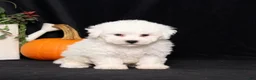 Bichon Frise dogs for sale: Little Luna - Ad 3