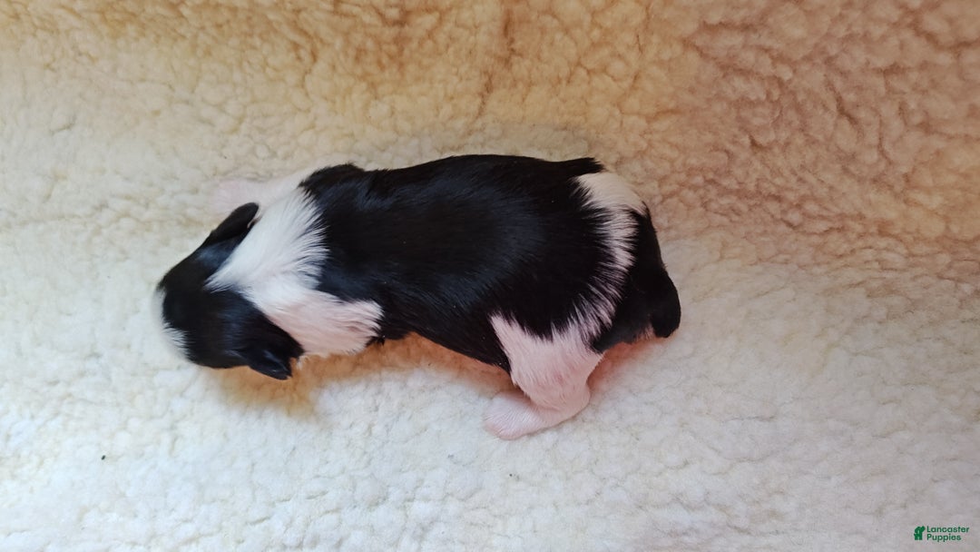 Miniature Schnauzer dogs for sale: Miniature Schnauzer Boy 3 - Ad 2