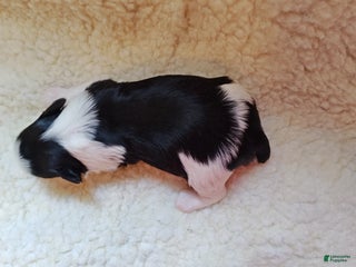 Miniature Schnauzer dogs Miniature Schnauzer Boy 3 - Ad 29