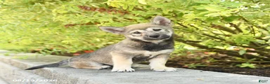 Scout