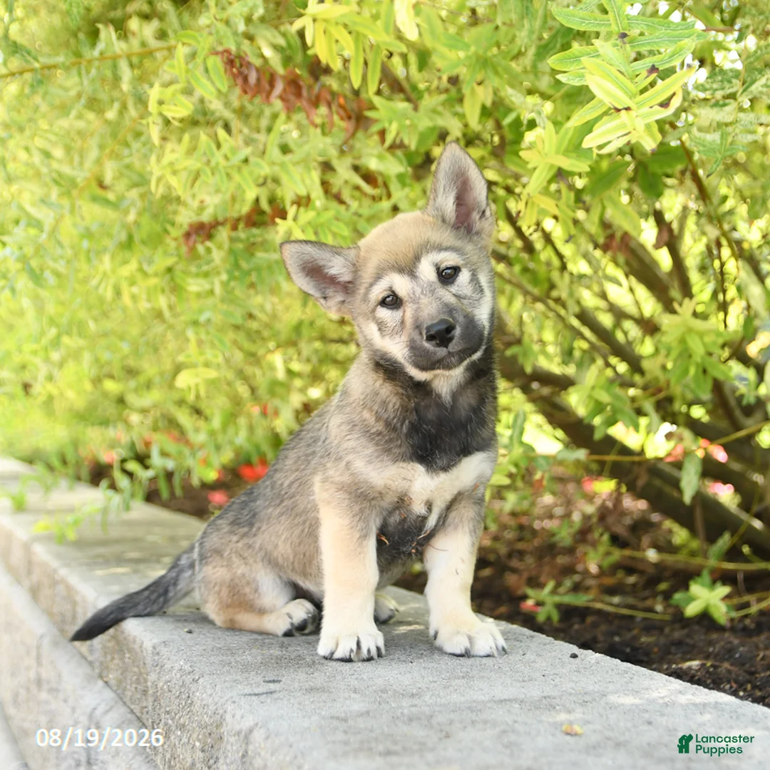 Shiba Inu dogs for sale: Scout - Ad 1