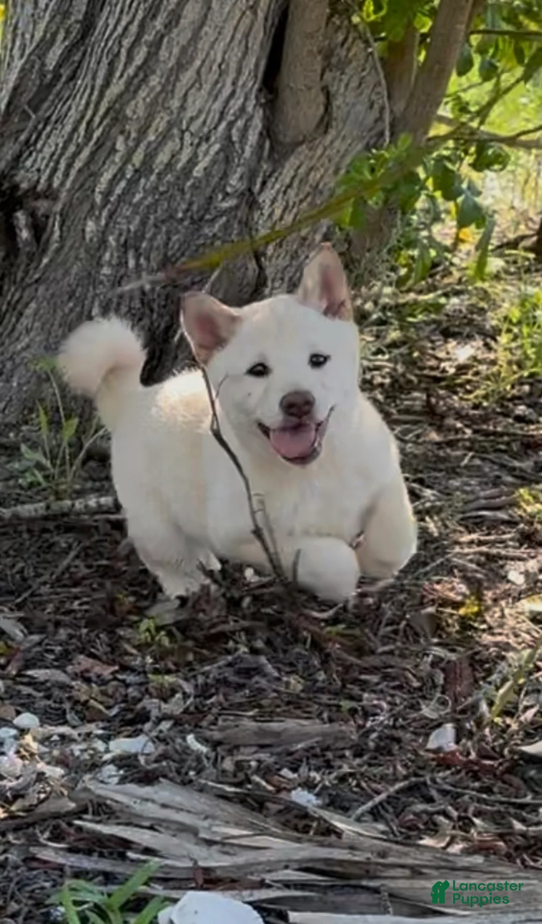 Shiba Inu dogs for sale: Shiba Inu Puppy 6 - Ad 4