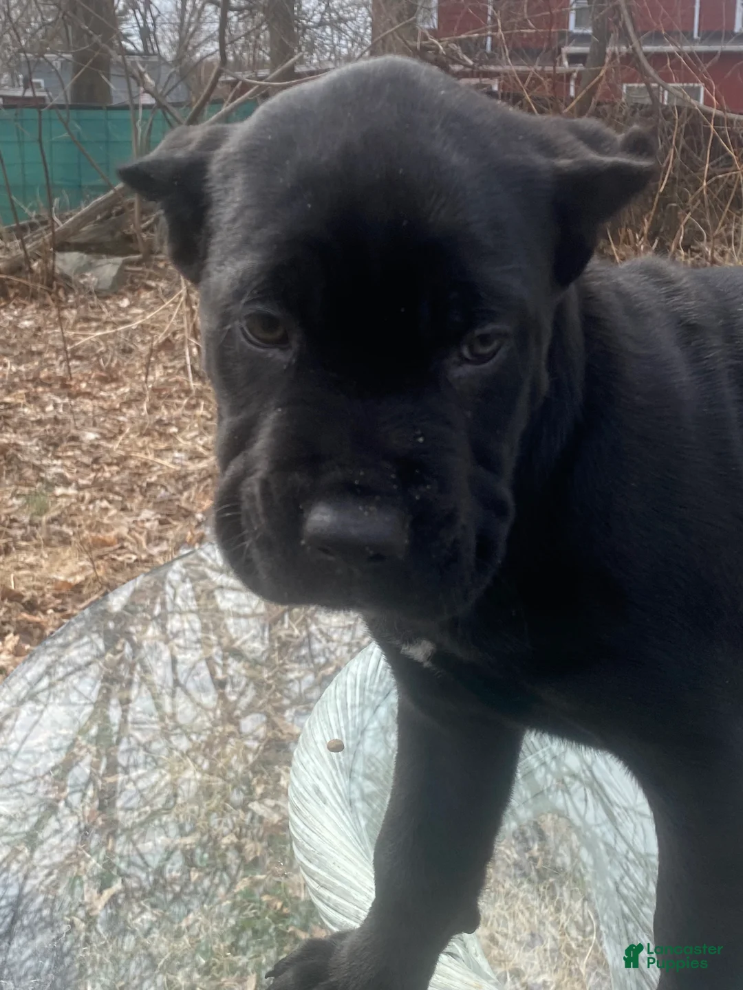 Cane Corso dogs for sale: Cane Corso Puppy 4 - Ad 1