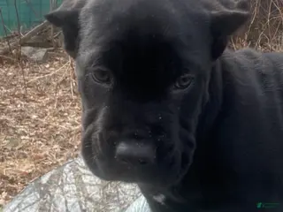 Cane Corso dogs Cane Corso Puppy 4 - Ad 1