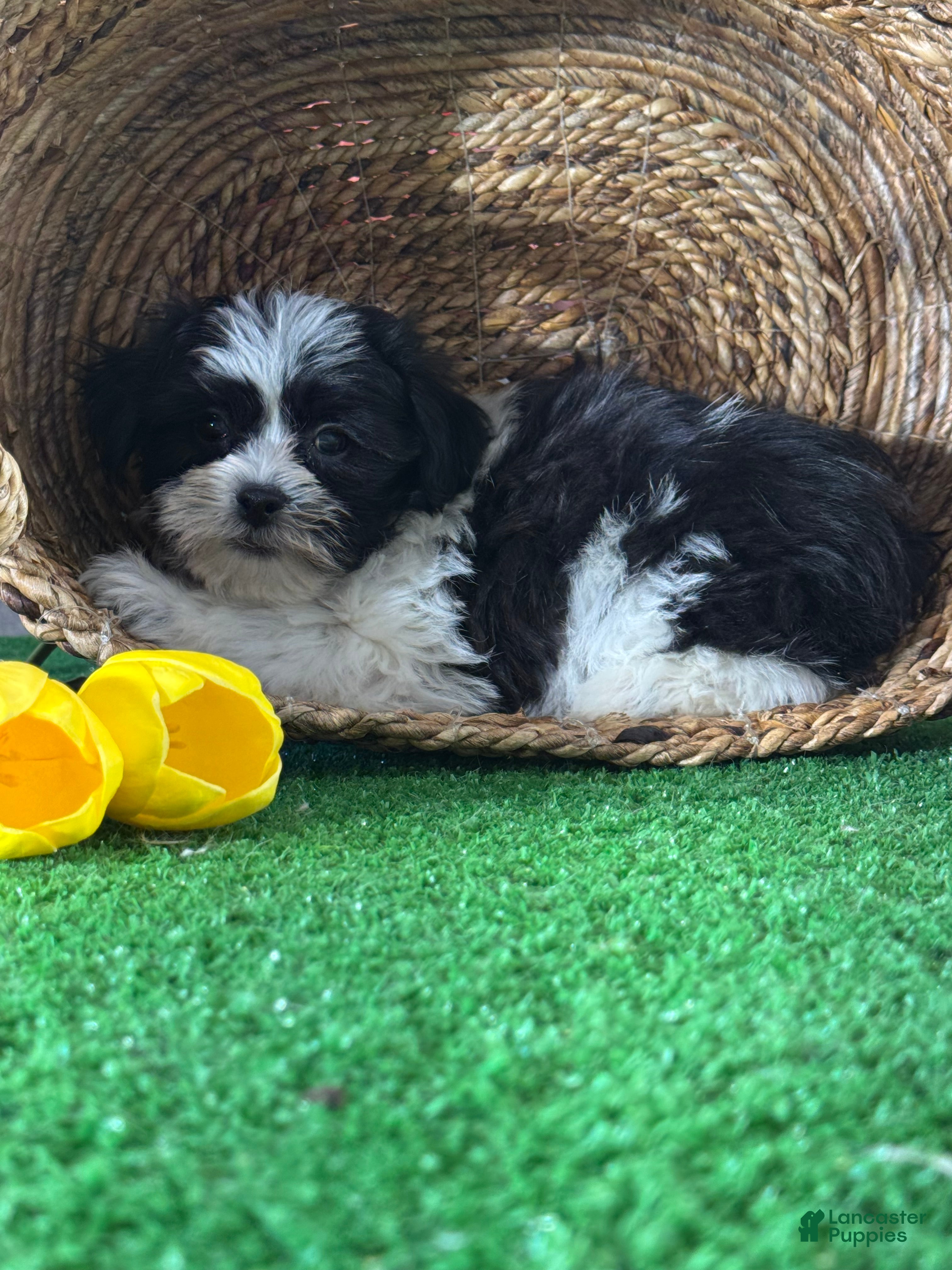 Mixed Breed dogs Luke - Ad 5