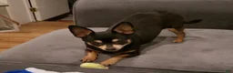 Chihuahua dogs for sale: Chihuahua girl  - Ad 3