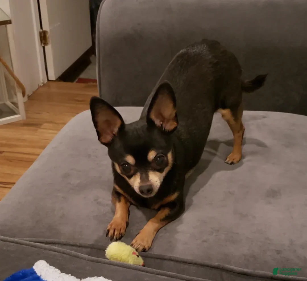 Chihuahua dogs for sale: Chihuahua girl  - Ad 3