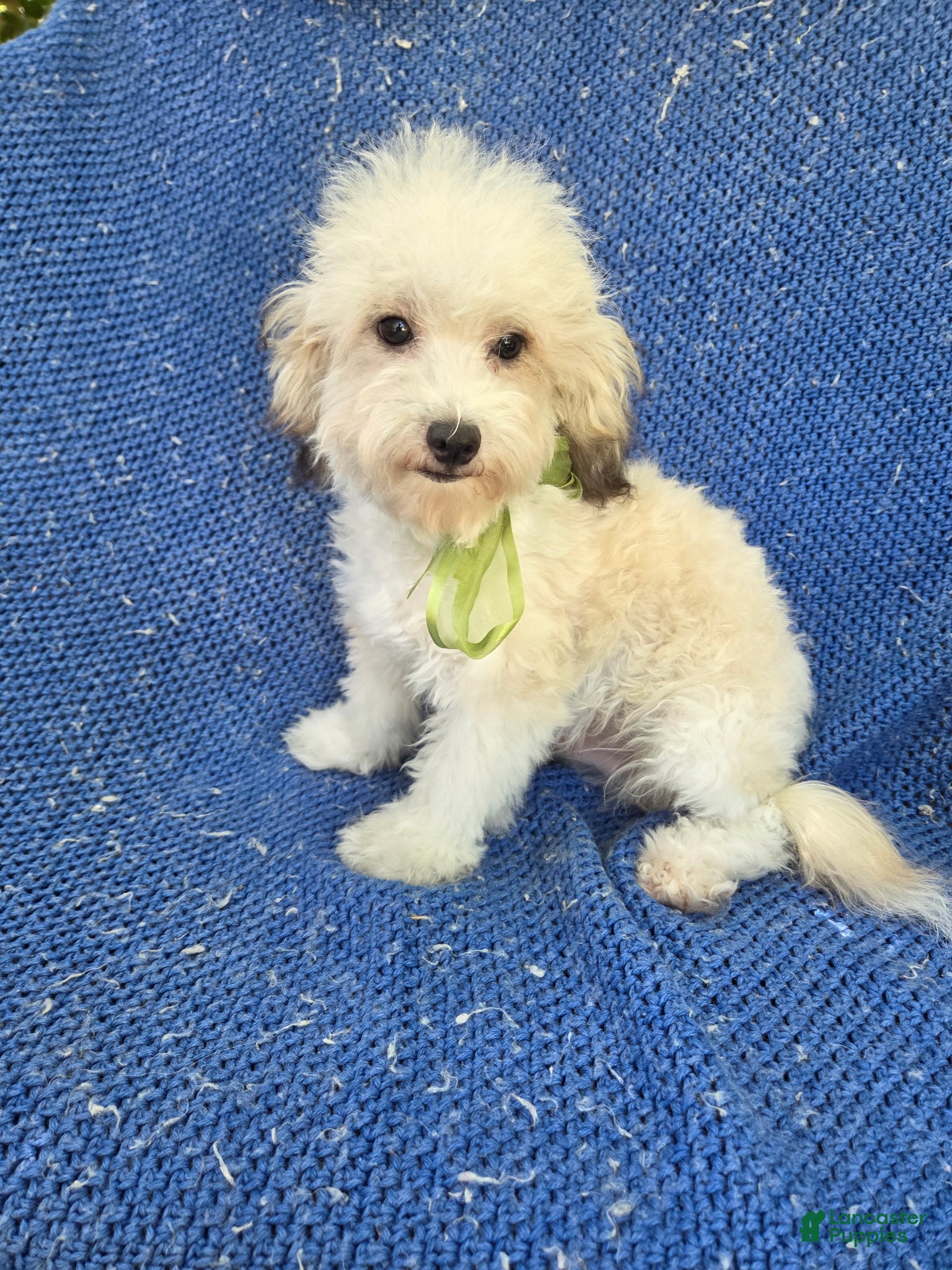Morkie dogs Oscar  - Ad 7