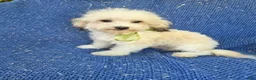 Morkie dogs for sale: Oscar  - Ad 1