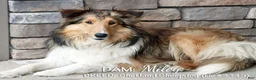 Shetland Sheepdog dogs for sale: Tangerine - Ad 5