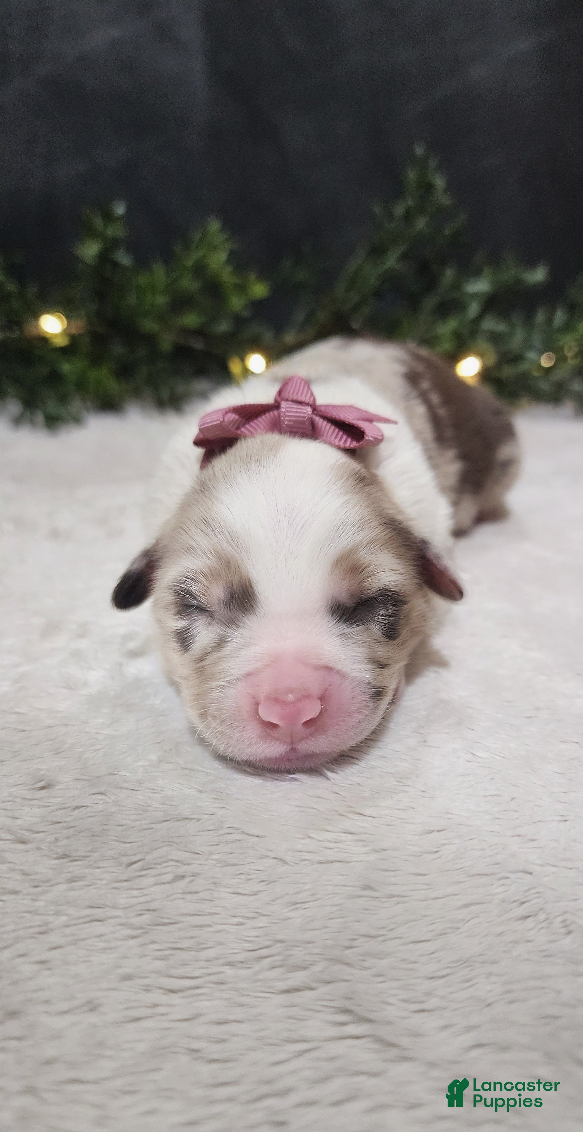 Miniature Australian Shepherd dogs Princess  - Ad 31