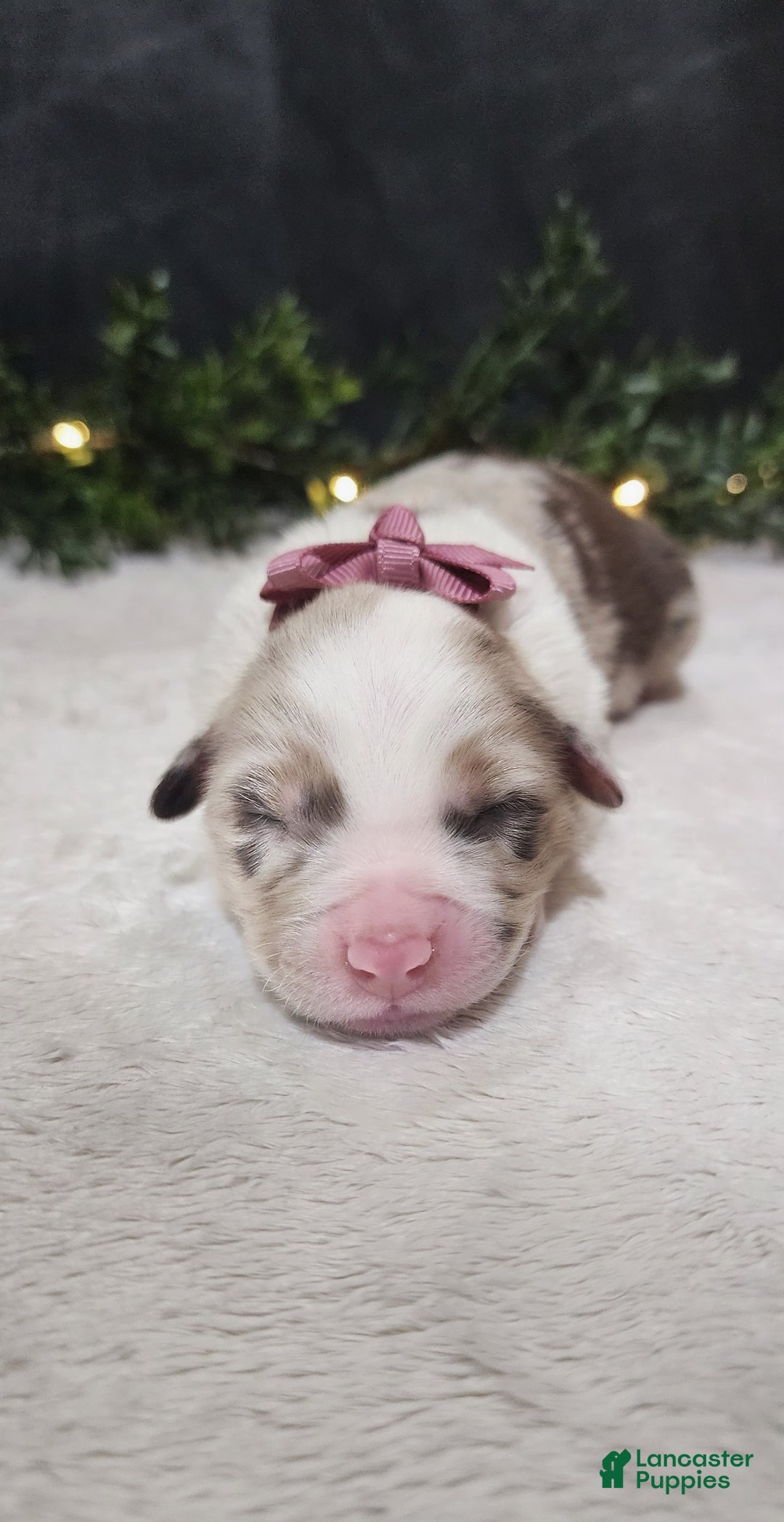 Miniature Australian Shepherd dogs for sale: Princess  - Ad 1