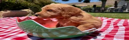 Goldendoodle dogs for sale: Pearl - Ad 1