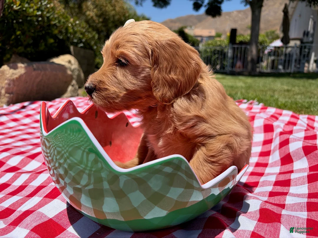 Goldendoodle dogs for sale: Pearl - Ad 1