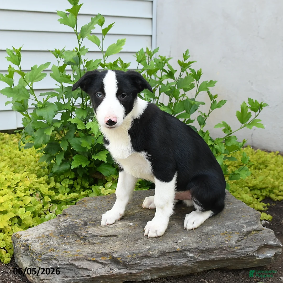 Border Collie dogs for sale: Hadley - Ad 1