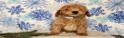 Mini Goldendoodle dogs for sale: Dover - Ad 11