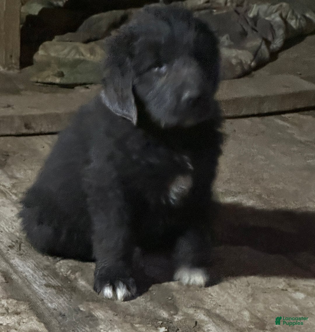 Newfoundland dogs for sale: Daisy - Ad 1