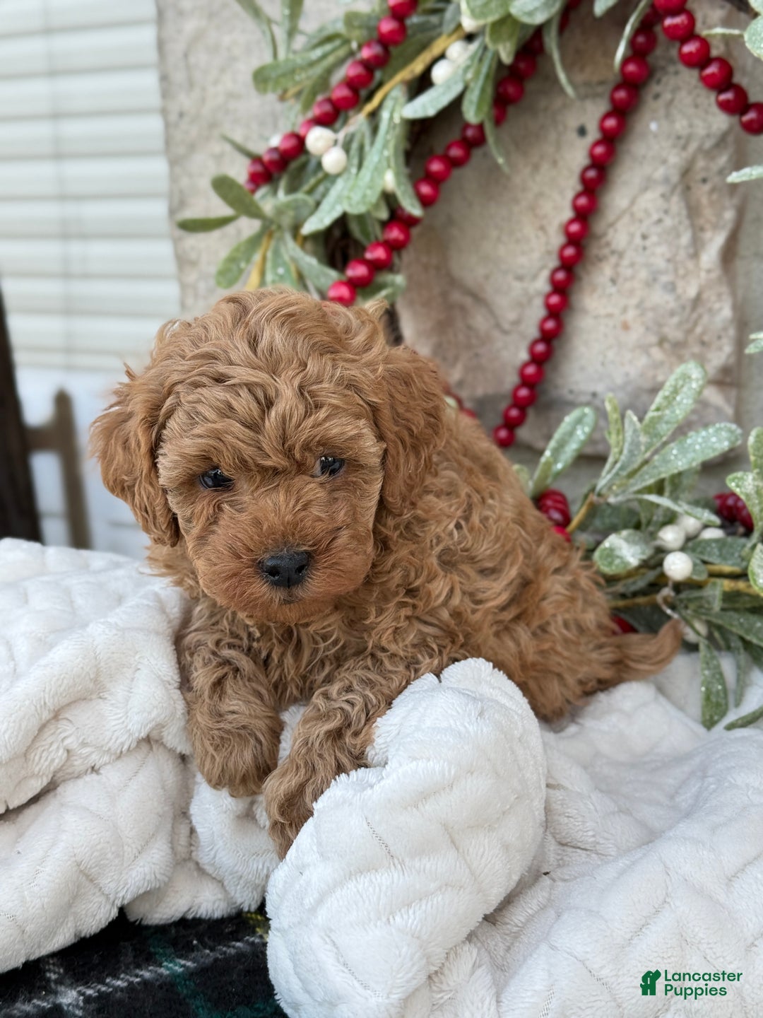 Toy Poodle dogs for sale: Trenton - Ad 6
