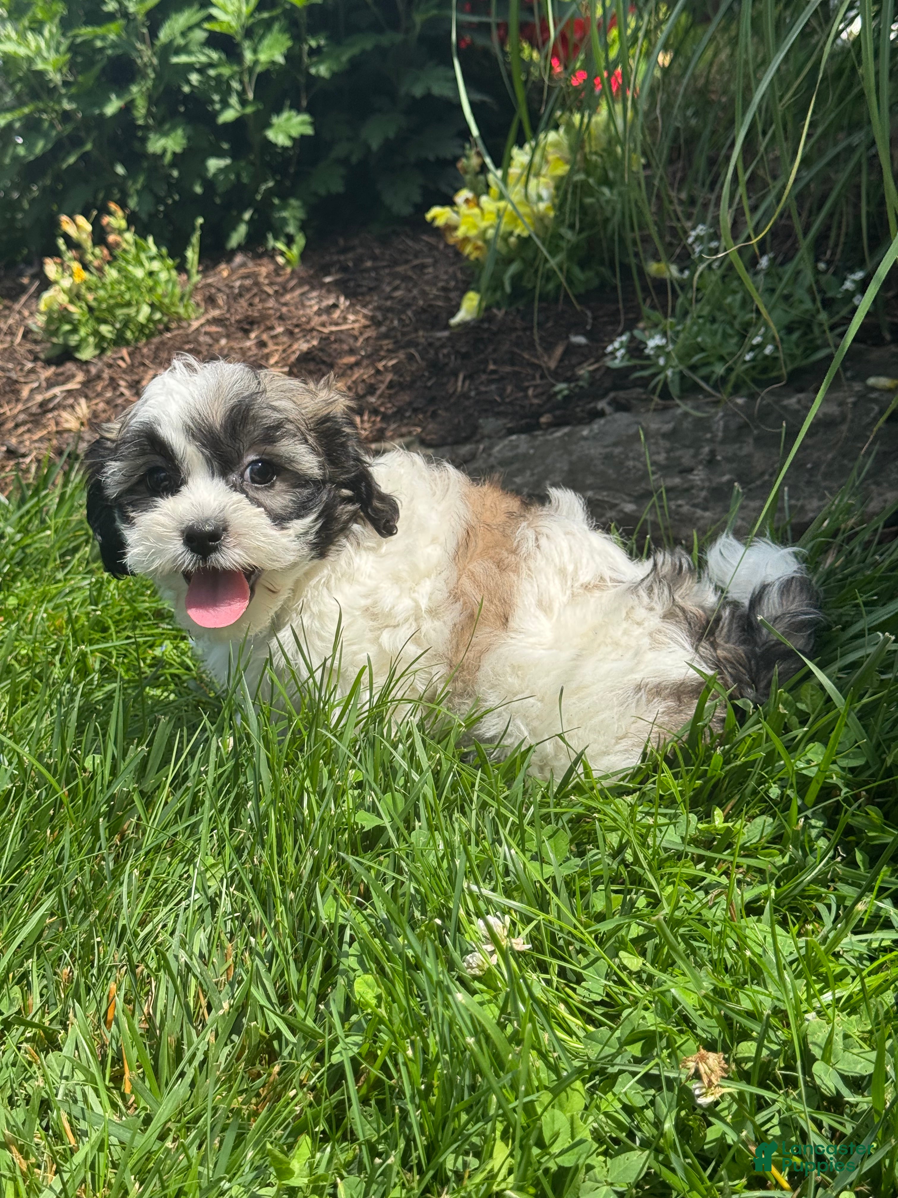 Teddy Bear dogs Joy - Ad 6
