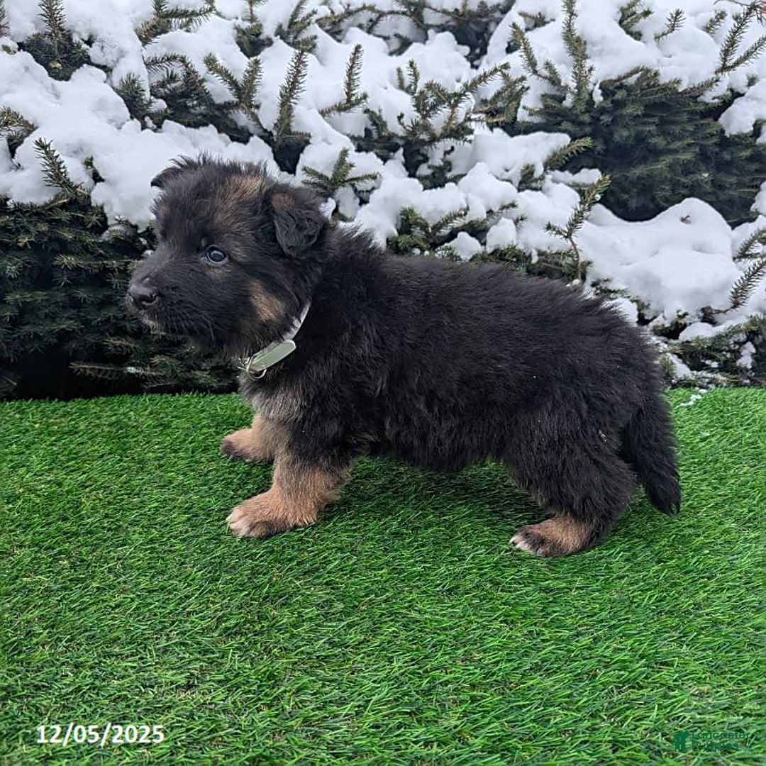 German Shepherd dogs for sale: Condo  - Ad 3