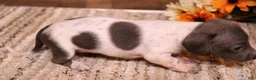Miniature Dachshund dogs for sale: Petal blue/tan pied smooth f - Ad 3