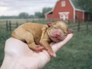 Cavapoo dogs Bean - Ad 17