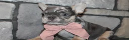 French Bulldog dogs for sale: AKC Bella - Ad 15