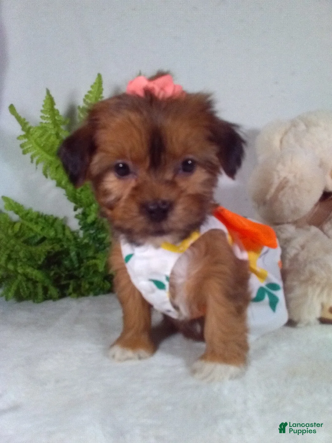 Shorkie dogs for sale: Paris - Ad 1