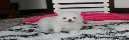 Pomeranian dogs for sale: Bianca  - Ad 5