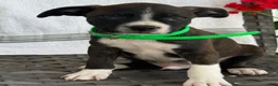 Mixed Breed dogs for sale: Grayson - Ad 6
