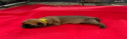 Mixed Breed dogs for sale: Female Puppy 1 - Ad 4