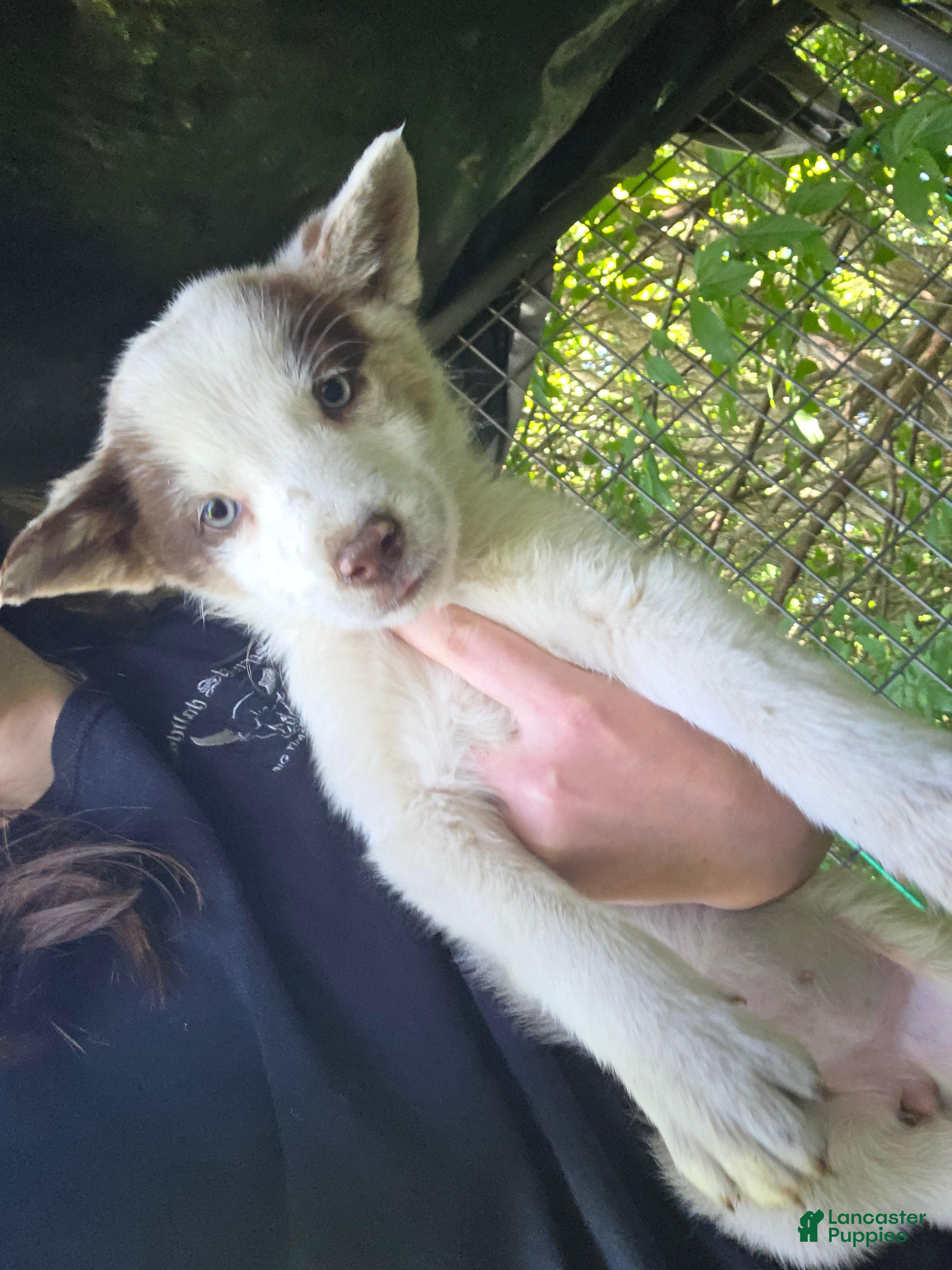Border Collie dogs Daisy - Ad 1