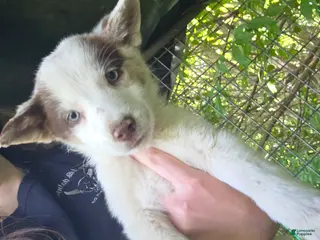 Border Collie dogs for sale: Daisy - Ad 3